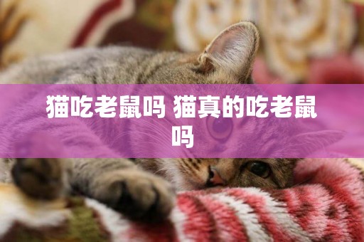 貓吃老鼠嗎 貓真的吃老鼠嗎