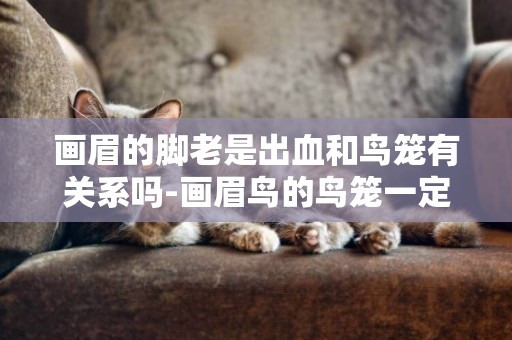 畫眉的腳老是出血和鳥籠有關系嗎-畫眉鳥的鳥籠一定要掛起來才可以嗎?