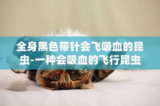 全身黑色帶針會飛吸血的昆蟲-一種會吸血的飛行昆蟲