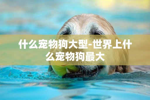 什么寵物狗大型-世界上什么寵物狗最大