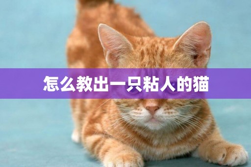怎么教出一只粘人的貓