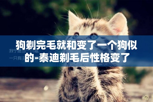 狗剃完毛就和變了一個狗似的-泰迪剃毛后性格變了