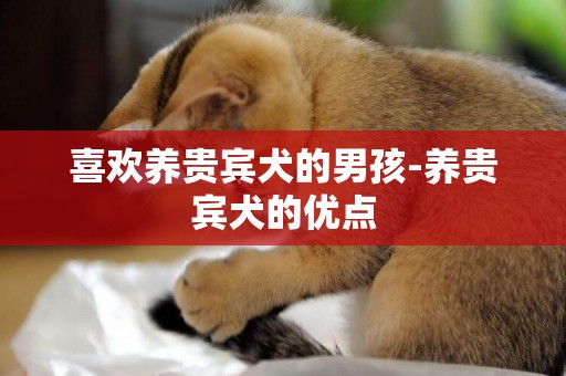 喜歡養貴賓犬的男孩-養貴賓犬的優點