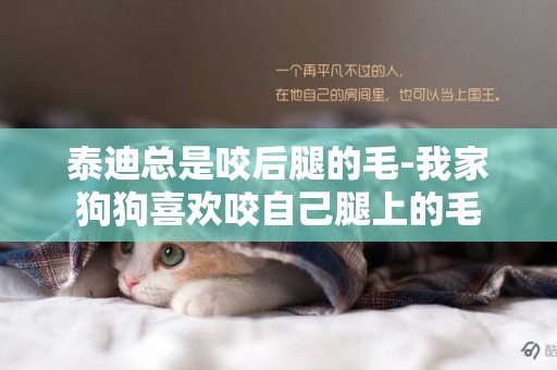 泰迪總是咬后腿的毛-我家狗狗喜歡咬自己腿上的毛