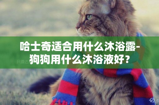哈士奇適合用什么沐浴露-狗狗用什么沐浴液好？