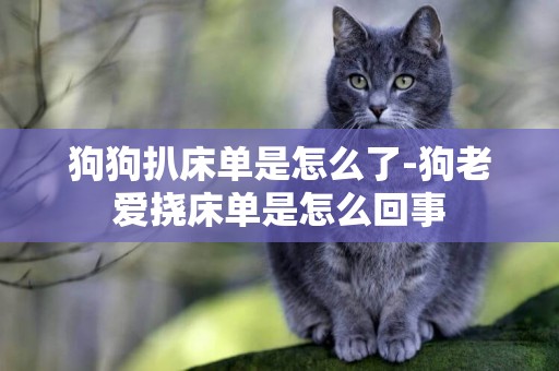 狗狗扒床單是怎么了-狗老愛撓床單是怎么回事