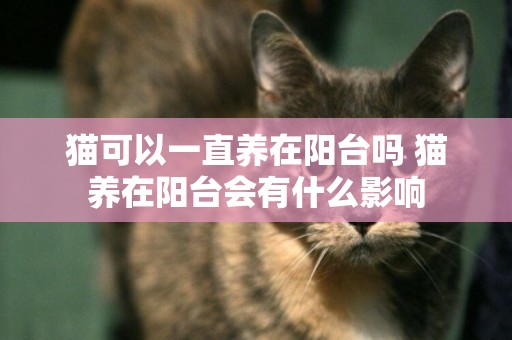 貓可以一直養在陽臺嗎 貓養在陽臺會有什么影響