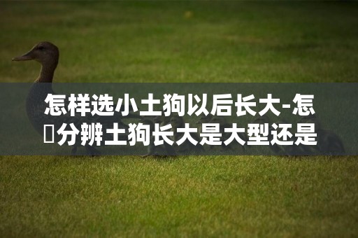 怎樣選小土狗以后長大-怎麼分辨土狗長大是大型還是小型