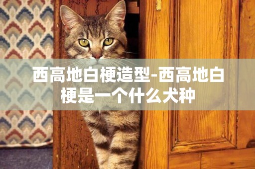 西高地白梗造型-西高地白梗是一個什么犬種