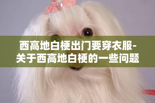 西高地白梗出門要穿衣服-關于西高地白梗的一些問題