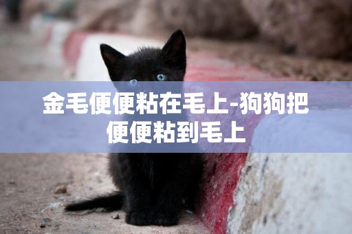 金毛便便粘在毛上-狗狗把便便粘到毛上