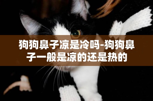 狗狗鼻子涼是冷嗎-狗狗鼻子一般是涼的還是熱的