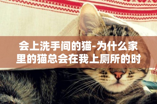 會上洗手間的貓-為什么家里的貓總會在我上廁所的時候守著？