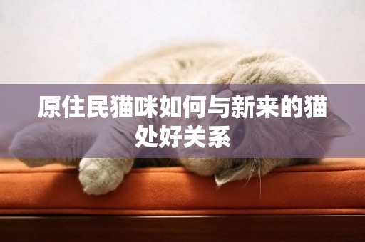 原住民貓咪如何與新來的貓處好關系
