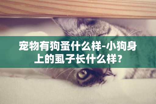 寵物有狗蚤什么樣-小狗身上的虱子長什么樣？