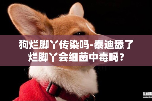 狗爛腳丫傳染嗎-泰迪舔了爛腳丫會細菌中毒嗎？
