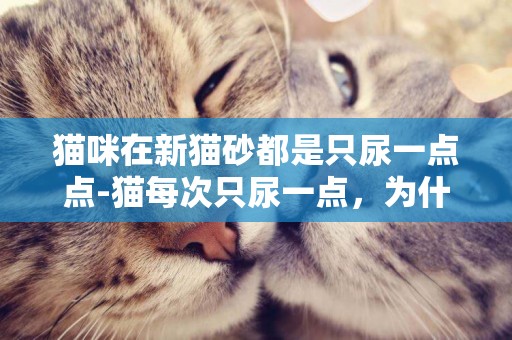 貓咪在新貓砂都是只尿一點點-貓每次只尿一點，為什么