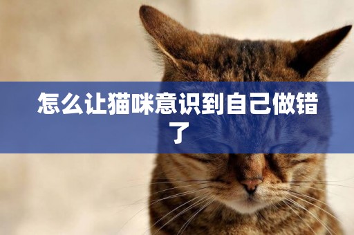 怎么讓貓咪意識到自己做錯了