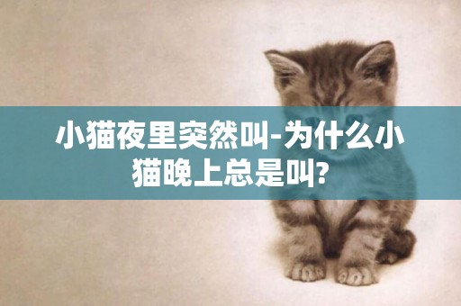 小貓夜里突然叫-為什么小貓晚上總是叫?