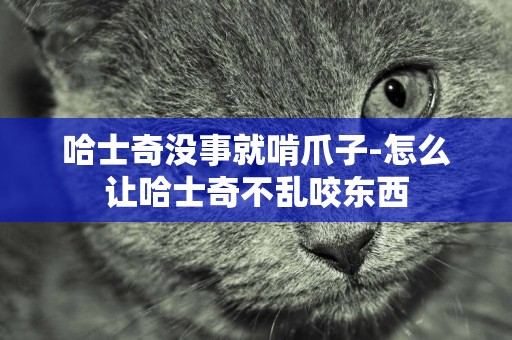 哈士奇沒事就啃爪子-怎么讓哈士奇不亂咬東西