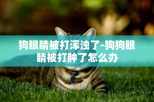 狗眼睛被打渾濁了-狗狗眼睛被打腫了怎么辦
