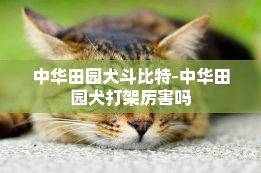 中華田園犬斗比特-中華田園犬打架厲害嗎