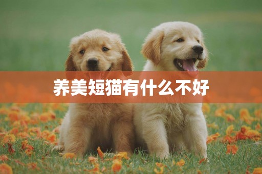 養美短貓有什么不好