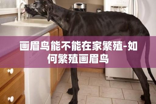 畫眉鳥能不能在家繁殖-如何繁殖畫眉鳥
