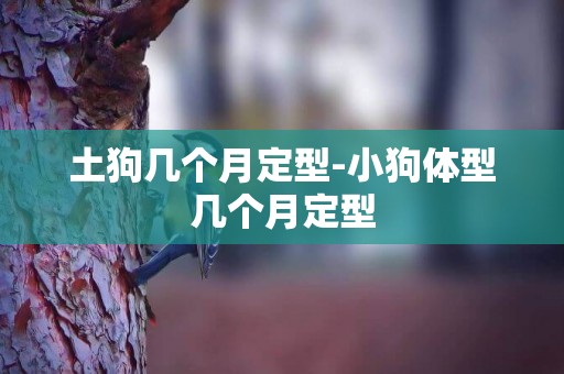 土狗幾個月定型-小狗體型幾個月定型