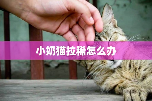 小奶貓拉稀怎么辦
