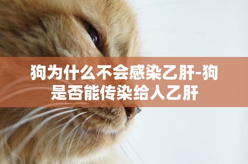 狗為什么不會感染乙肝-狗是否能傳染給人乙肝