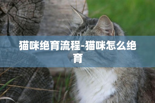 貓咪絕育流程-貓咪怎么絕育