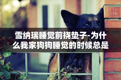 雪納瑞睡覺前撓墊子-為什么我家狗狗睡覺的時候總是撓墊子呀？