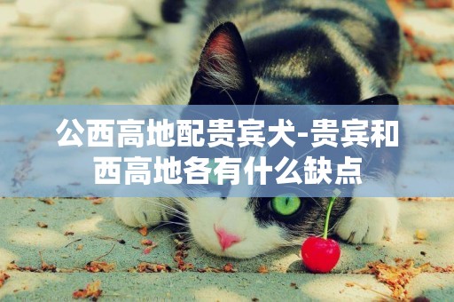 公西高地配貴賓犬-貴賓和西高地各有什么缺點