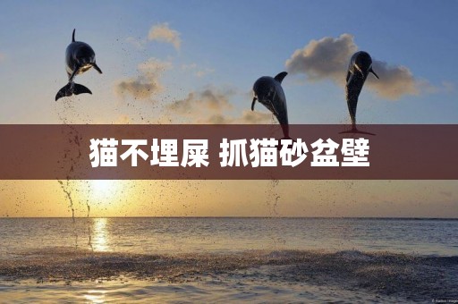 貓不埋屎 抓貓砂盆壁