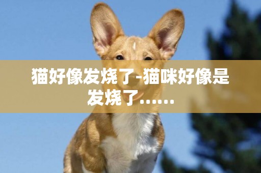 貓好像發燒了-貓咪好像是發燒了……