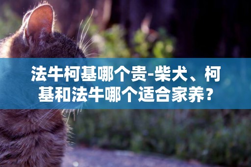 法牛柯基哪個貴-柴犬、柯基和法牛哪個適合家養？