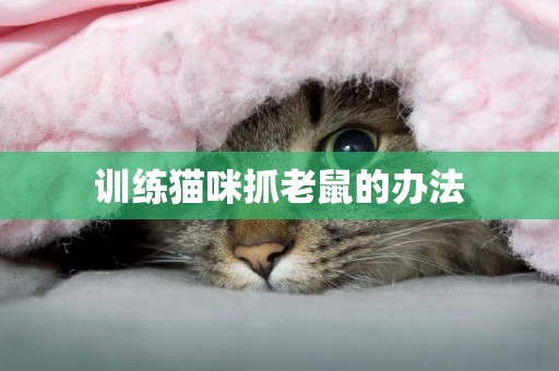 訓練貓咪抓老鼠的辦法