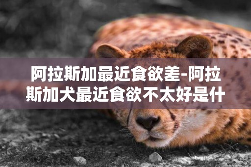 阿拉斯加最近食欲差-阿拉斯加犬最近食欲不太好是什么毛病