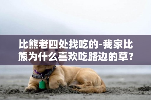比熊老四處找吃的-我家比熊為什么喜歡吃路邊的草？