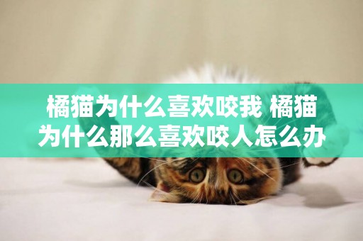 橘貓為什么喜歡咬我 橘貓為什么那么喜歡咬人怎么辦