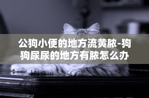 公狗小便的地方流黃膿-狗狗尿尿的地方有膿怎么辦