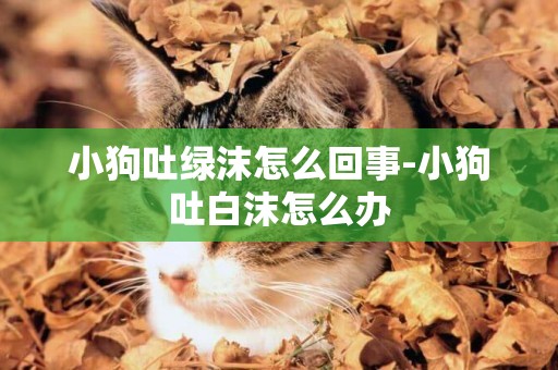 小狗吐綠沫怎么回事-小狗吐白沫怎么辦