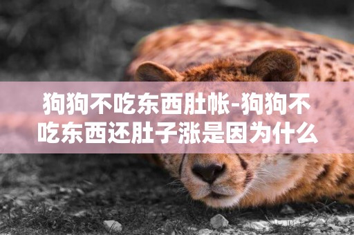狗狗不吃東西肚帳-狗狗不吃東西還肚子漲是因為什么?