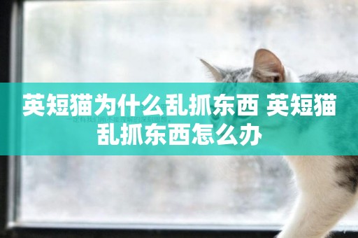 英短貓為什么亂抓東西 英短貓亂抓東西怎么辦