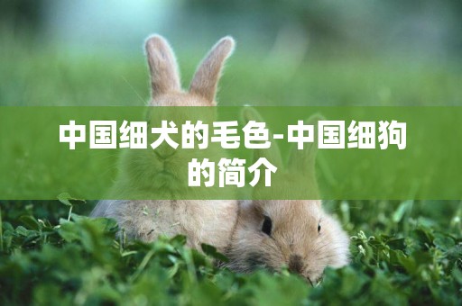中國細犬的毛色-中國細狗的簡介
