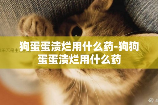 狗蛋蛋潰爛用什么藥-狗狗蛋蛋潰爛用什么藥