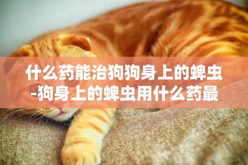 什么藥能治狗狗身上的蜱蟲-狗身上的蜱蟲用什么藥最有效果