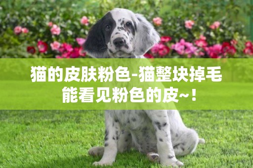 貓的皮膚粉色-貓整塊掉毛 能看見粉色的皮~！