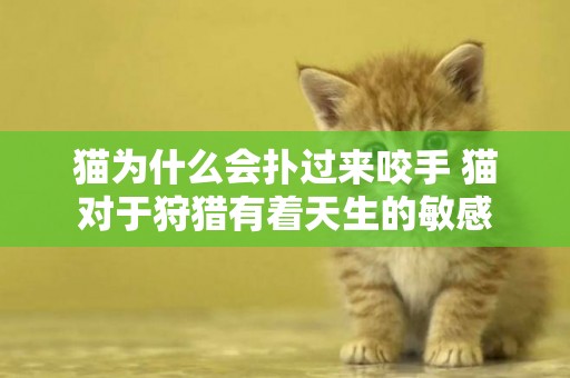 貓為什么會撲過來咬手 貓對于狩獵有著天生的敏感
